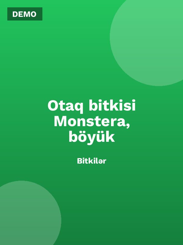 Otaq bitkisi Monstera, böyük
