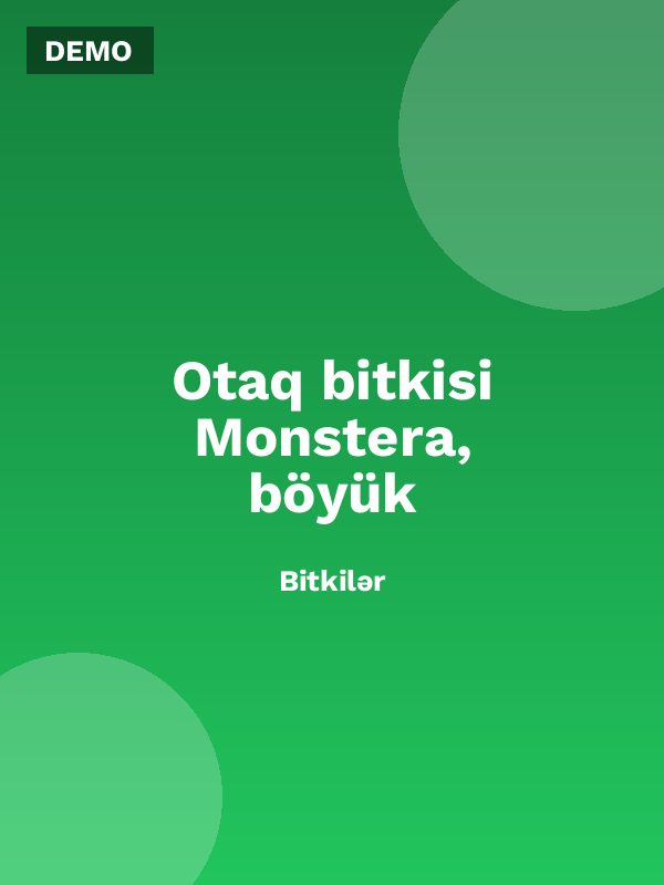 Otaq bitkisi Monstera, böyük