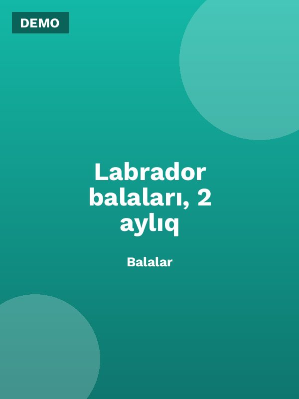Labrador balaları, 2 aylıq