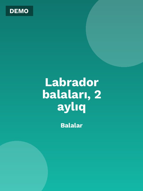 Labrador balaları, 2 aylıq