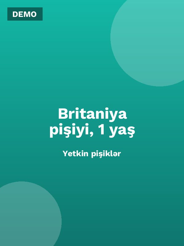 Britaniya pişiyi, 1 yaş