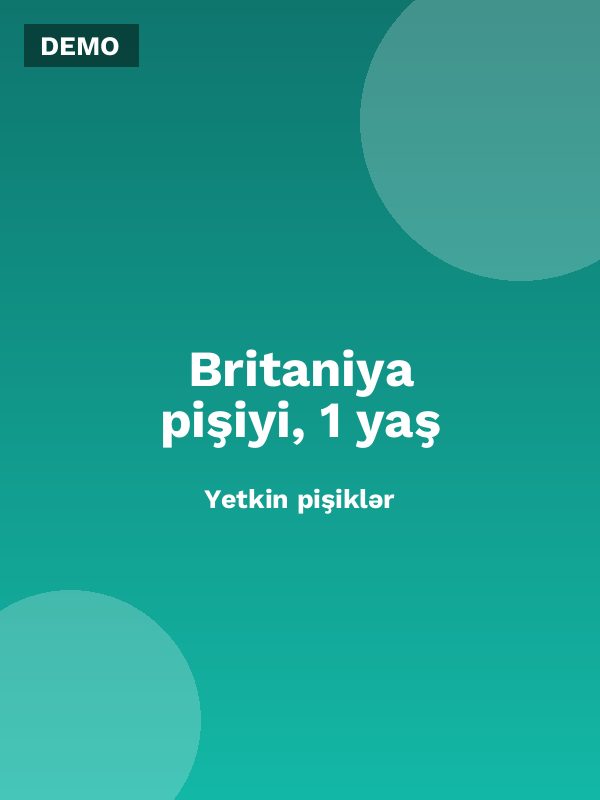 Britaniya pişiyi, 1 yaş