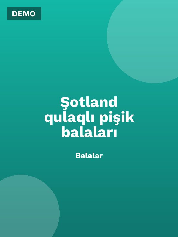 Şotland qulaqlı pişik balaları