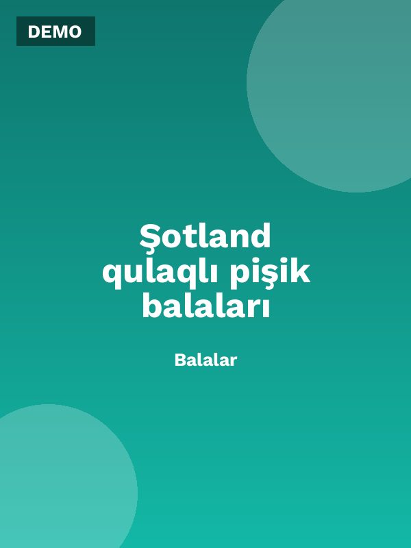 Şotland qulaqlı pişik balaları